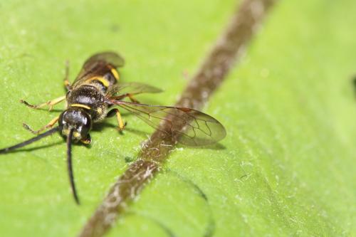Argogorytes mystaceus